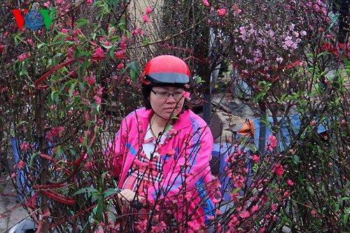 Peach trees in full bloom for Tet - ảnh 6